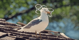 seabird six pack ring on head