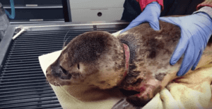 seal six pack ring around neck