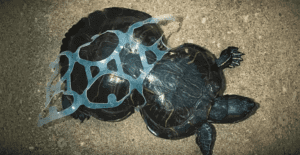 turtle six pack ring around shell