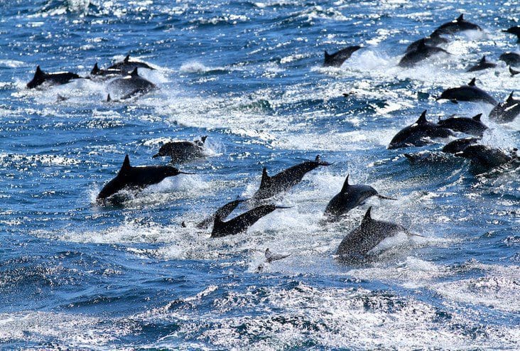 Chatham Rise Mining Might Impact Marine Mammals, Report Says