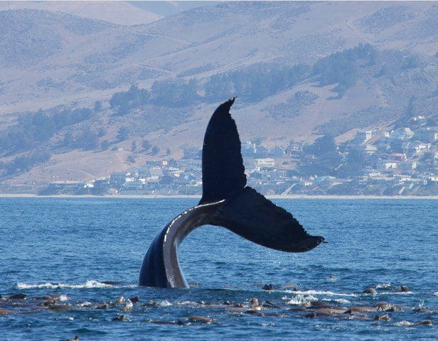 Subsea Microphones to Follow OWFs Impact on Marine Life