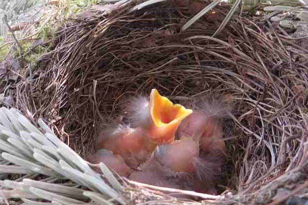 Report: Bird Needs 3-Mile Buffer From Drilling