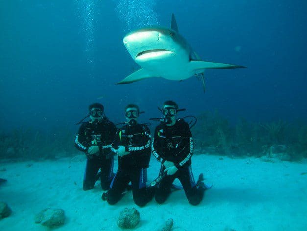 The Shark Shield: Australian Navy issues amazing new electronic device that ‘annoys’ sharks