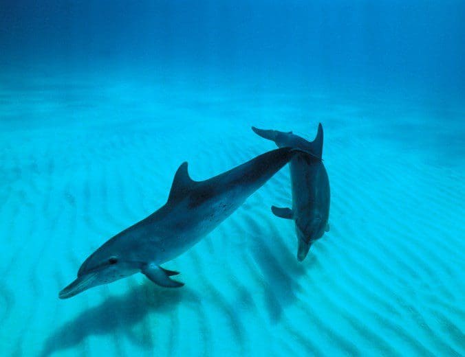 New Seabed Monitoring Project to Aid Marine Habitat Protection