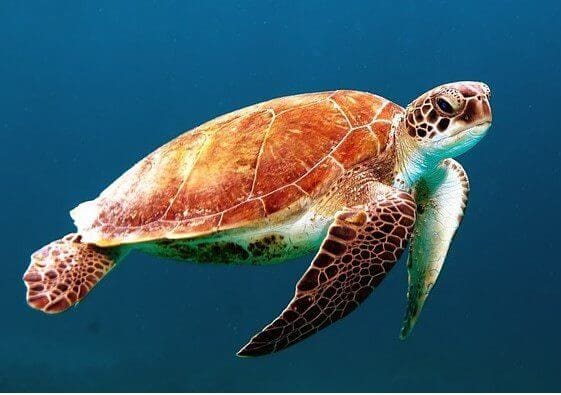 Seismic Shoots Could Harm Sea Turtles?
